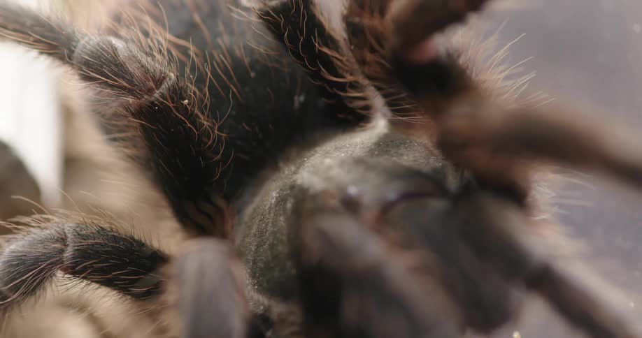 Extreme closeup of a spider moving its legs in slow motion