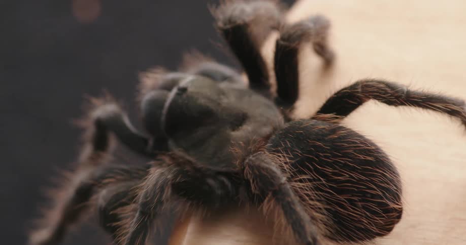 Tarantula crawls over table ledge