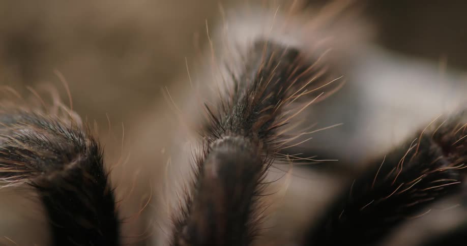 Close up of hairy tarantula legs