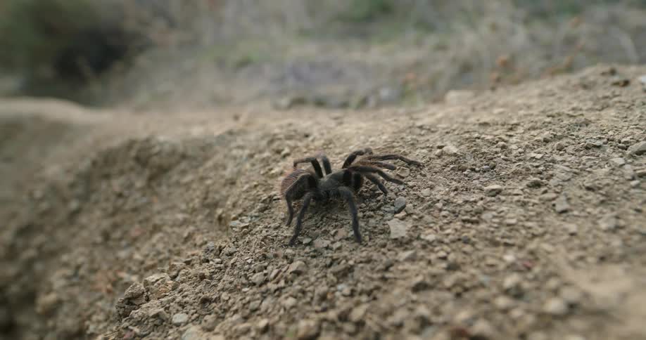 Tarantula crawls along slope near dirt path