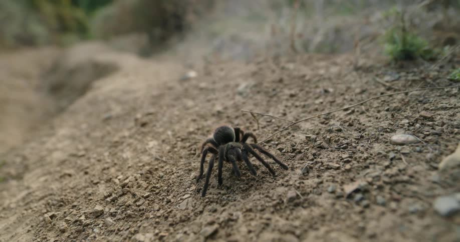 Black tarantula spider walks across rocky terrain