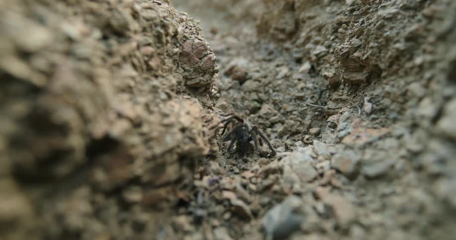 Black tarantula spider walks across rocky terrain