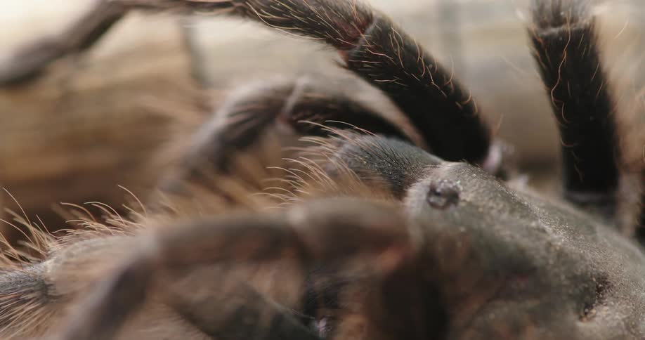 Closeup of a tarantula walking