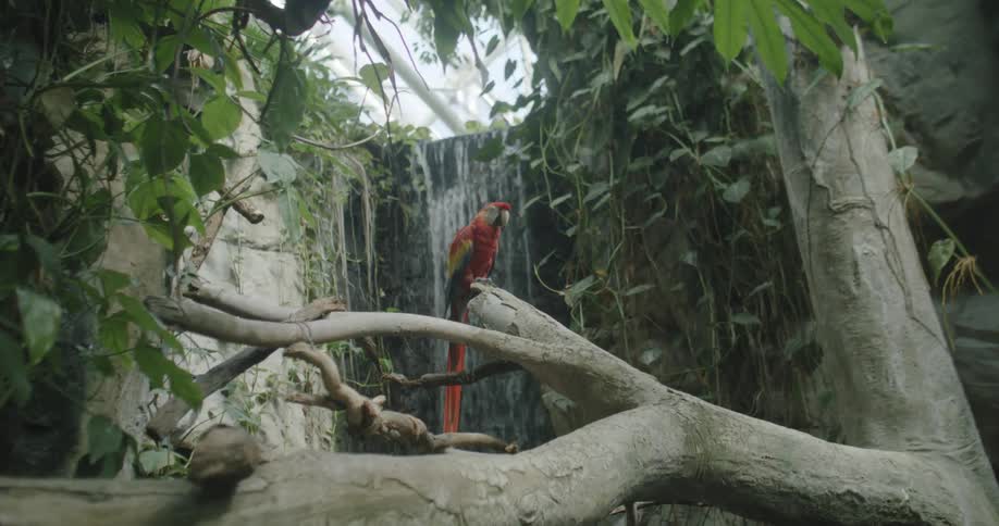 Parrot perches on tree trunk near waterfall