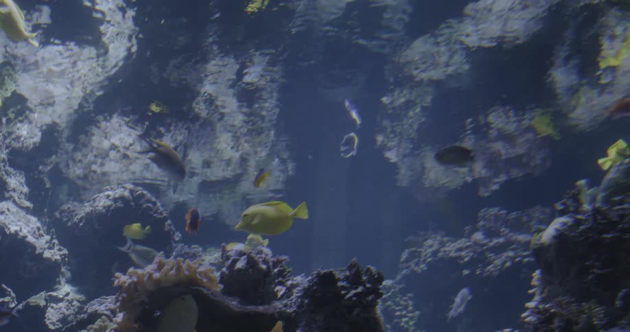 View of the interior of an aquarium with fish and corals
