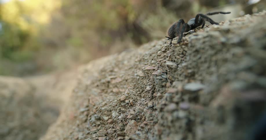 Tarantula spider crawls up rocky soil