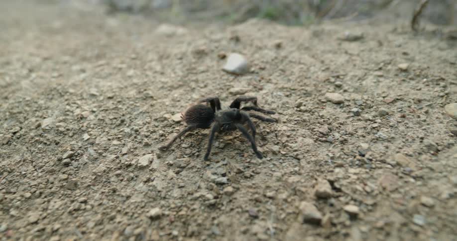 Black tarantula spiderwalks across rocky terrain