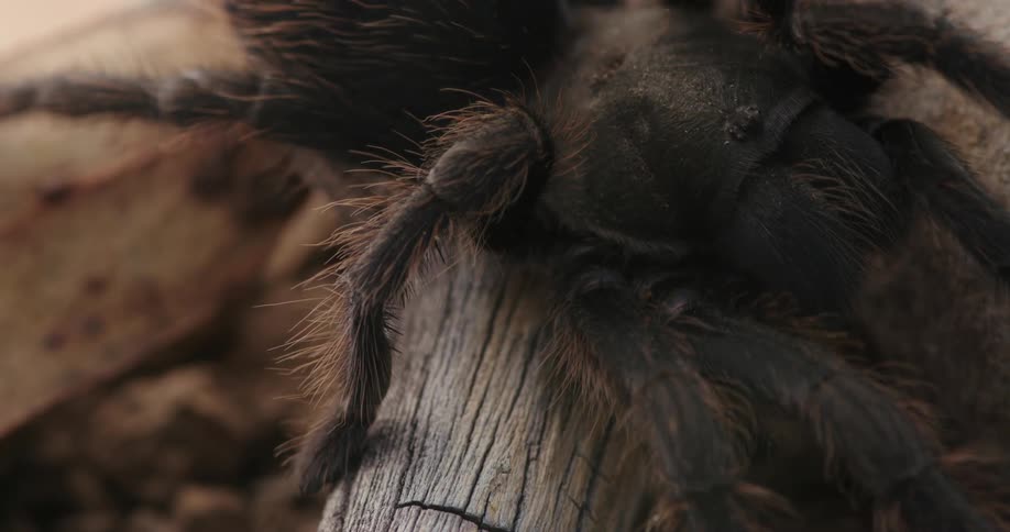 Extreme closeup of a spider crawling under a wooden branch