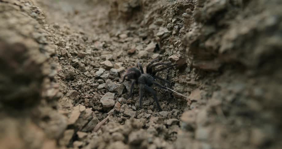 Tarantula spider walks over rocky terrain