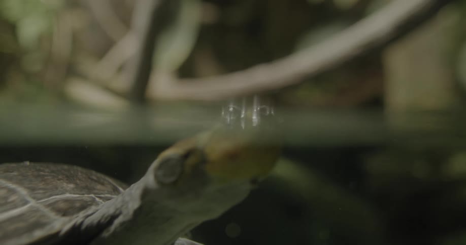 Turtle floats with its face above water as person walks past
