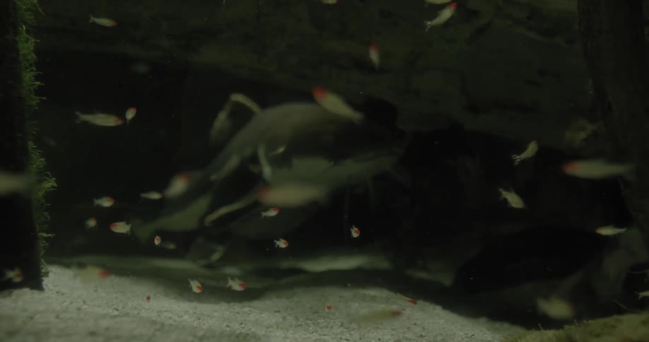 View of a large fish among small fishes in an aquarium