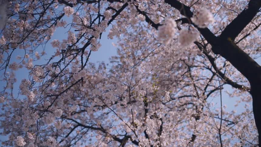 Upward view of cherry blossom trees