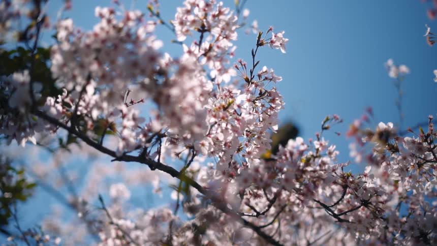 Closeup of branches from a blossoming cherry tree