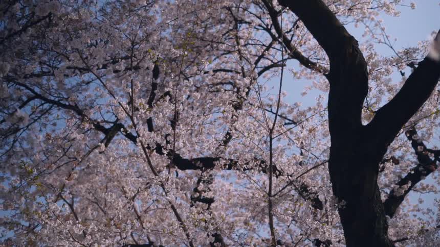 View of sakura trees with white blossoms in slow motion