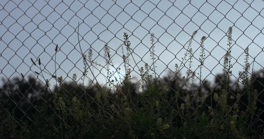 Plants sway behind chain link fence