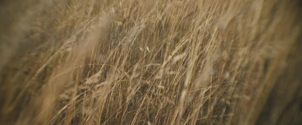 Closeup of a wheat field