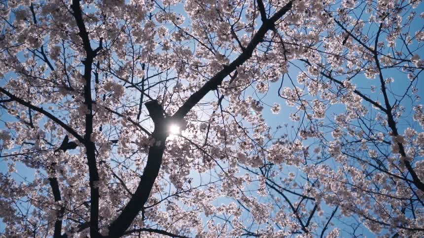 Upward view of cherry blossom trees in bloom