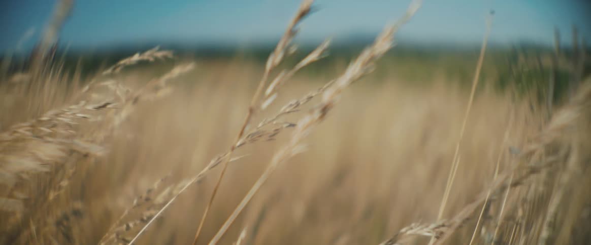 Closeup of a wheat field