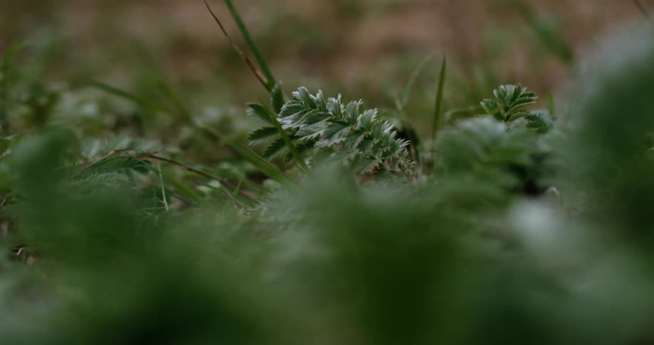 Closeup of green leaves from different species
