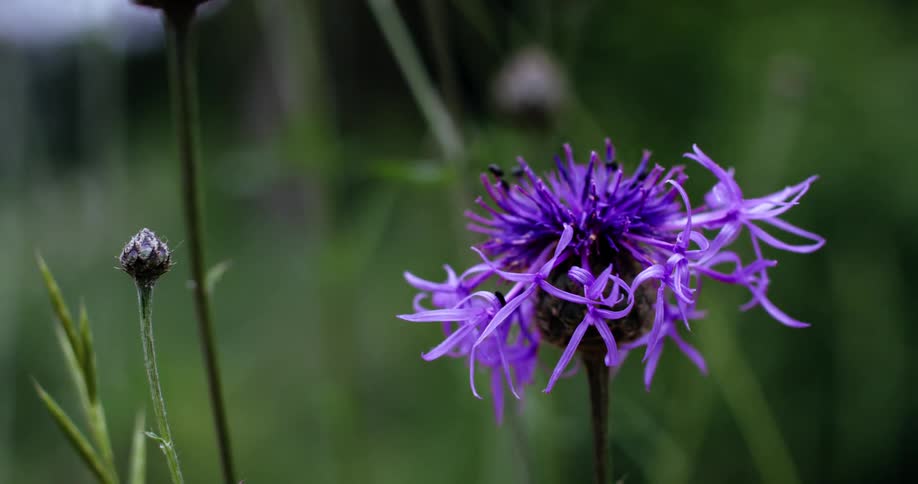 Closeup of a flower with purple petals