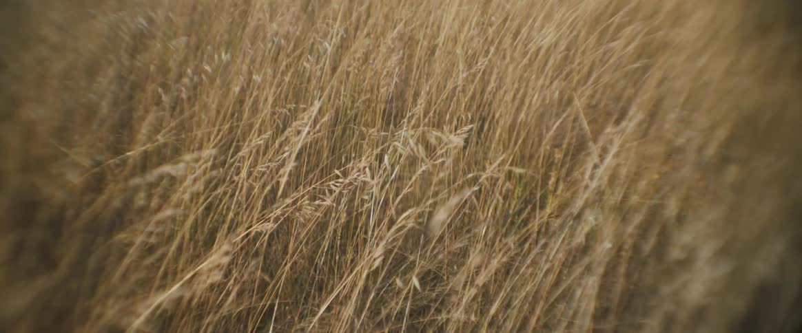 A meadow with tall yellow grass during the day