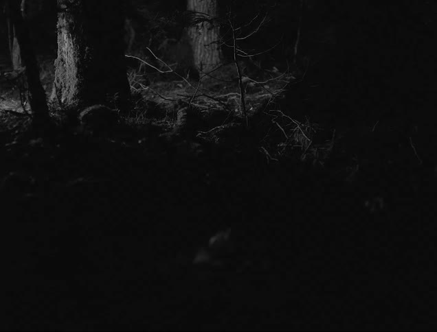 Light shines through forest lightening shadows on the ground