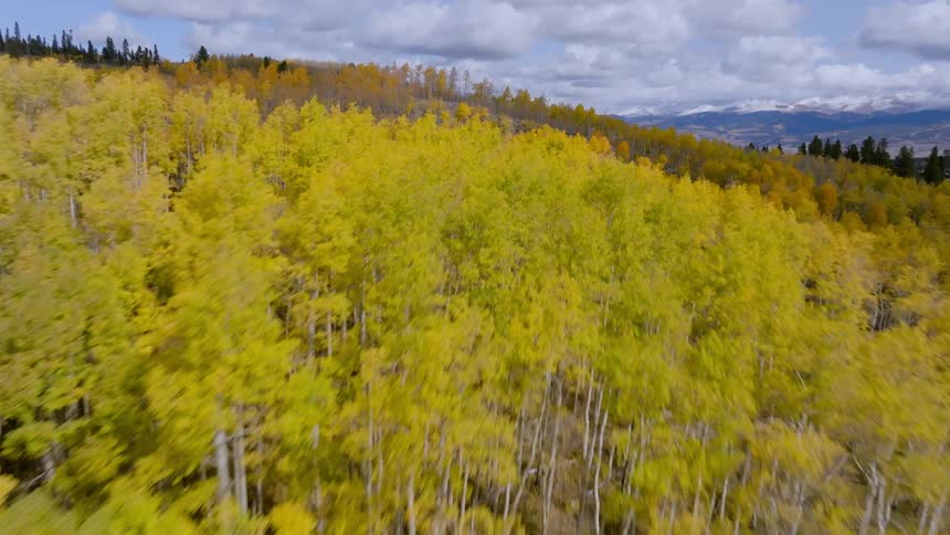 Aerial of a hillside with a deciduous forest during the autumn
