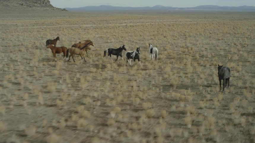 Flying over wild horses running outside with vast open plains and mountains in the distance