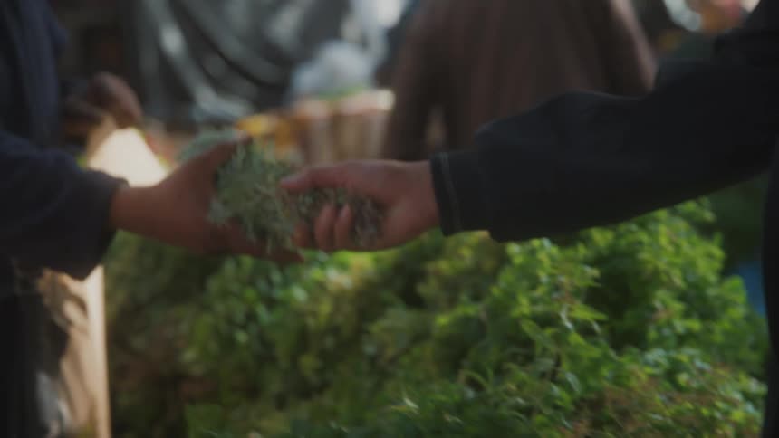 Hand of a person handing over a seedling of vegetables to another