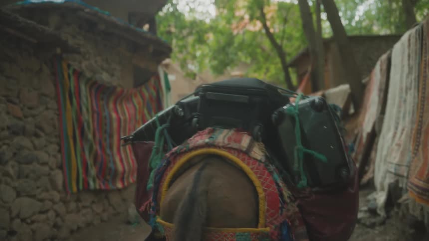A pack animal carrying several backpacks on its back along a path