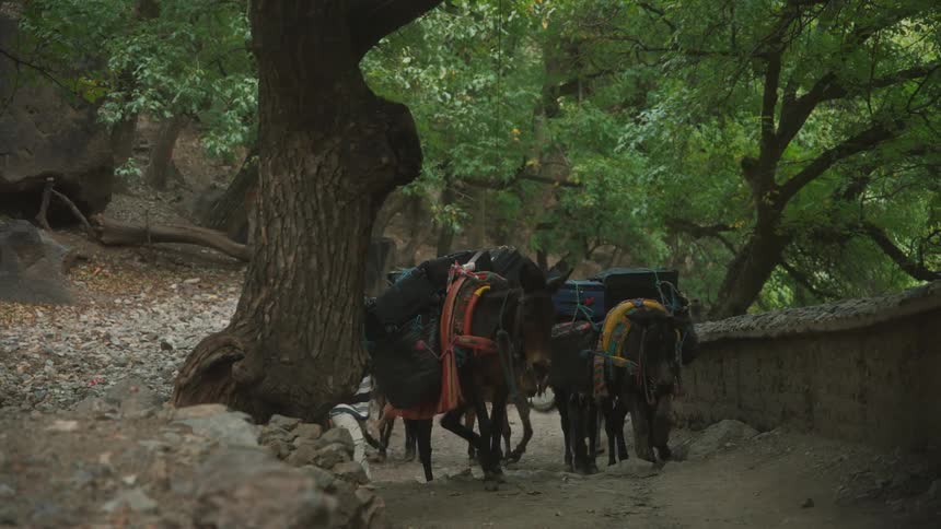 Some pack donkeys are walking on a path inside a forest and have backpacks on their backs