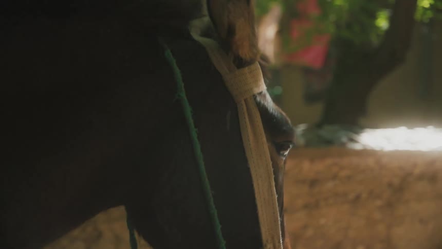Horse walks in bridle outdoors