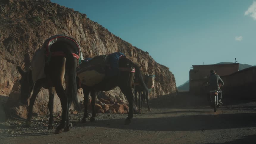 Draught horses standing at the corner of a street with a motorcycle passing by