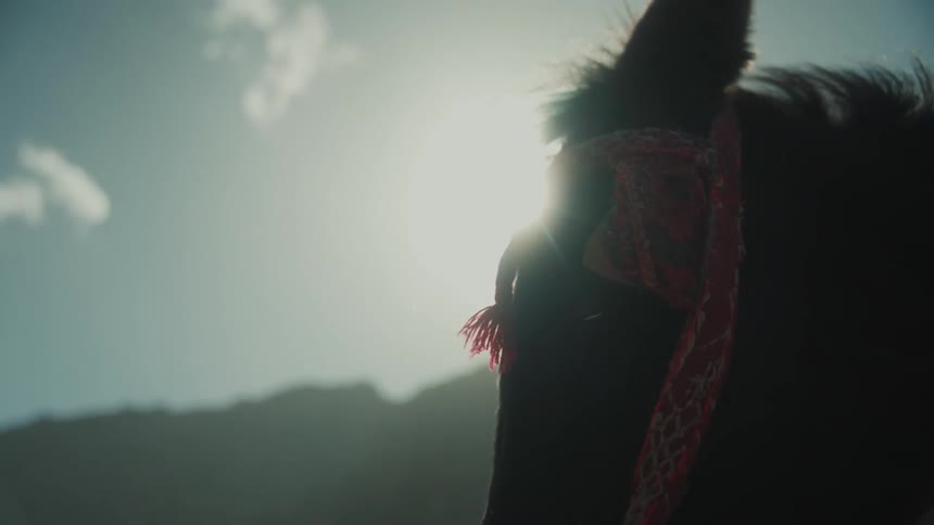 Sun shines past horse wearing red fabric halter on a windy day