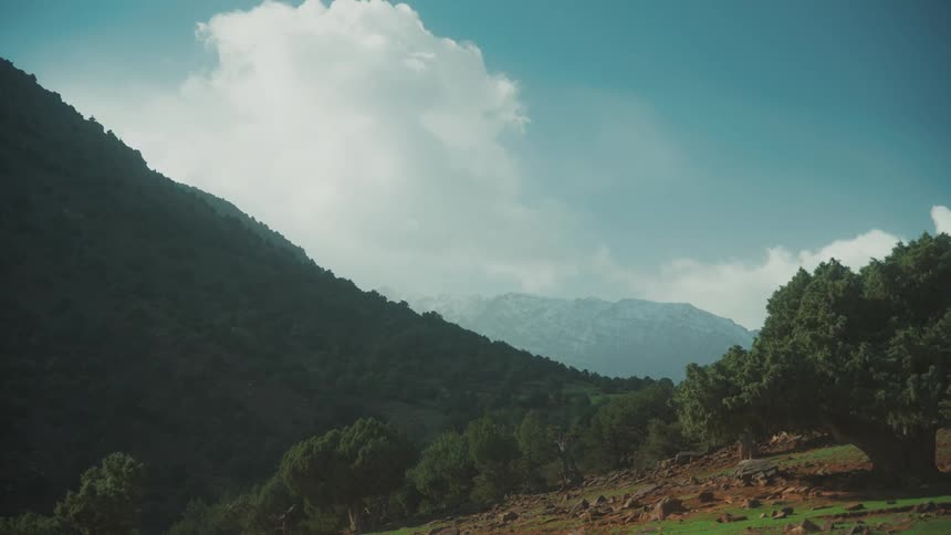 Trees on the slope of a hill in the mountains