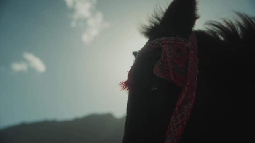 A horse with eye protection and its hair rising in the wind