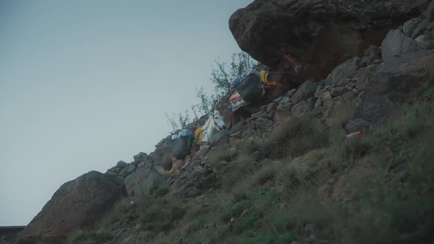Three mules carrying goods on a mountain trail