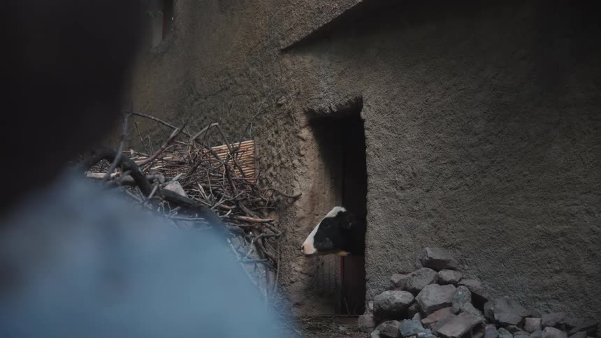 A cow peeks out from a buildings doorway