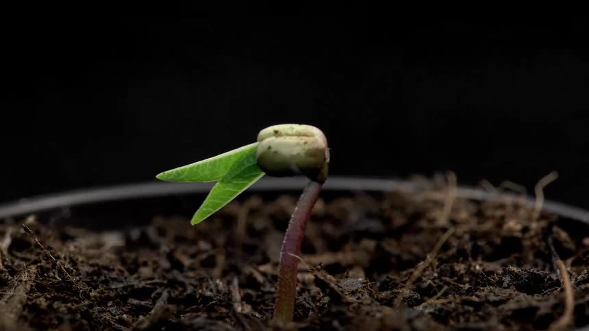 Time lapse of a potted bean sprout emerging from the soil, the stem moves as it grows