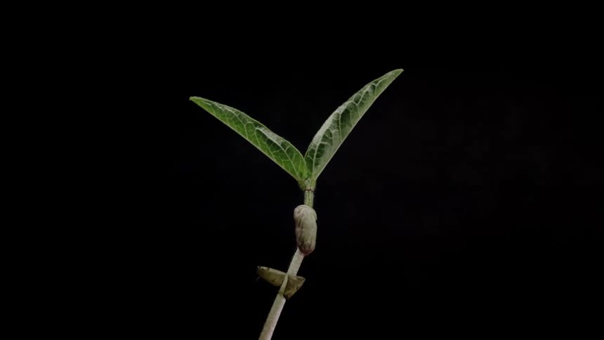 Close up of green plant growing, a bean sprout