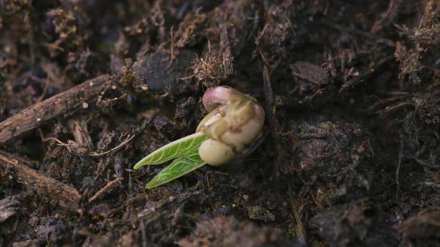 A small seed grows into a bean sprout plant