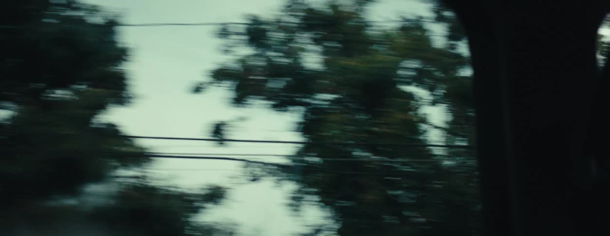 A view from inside a car where it is passing close to several trees and strings of lights