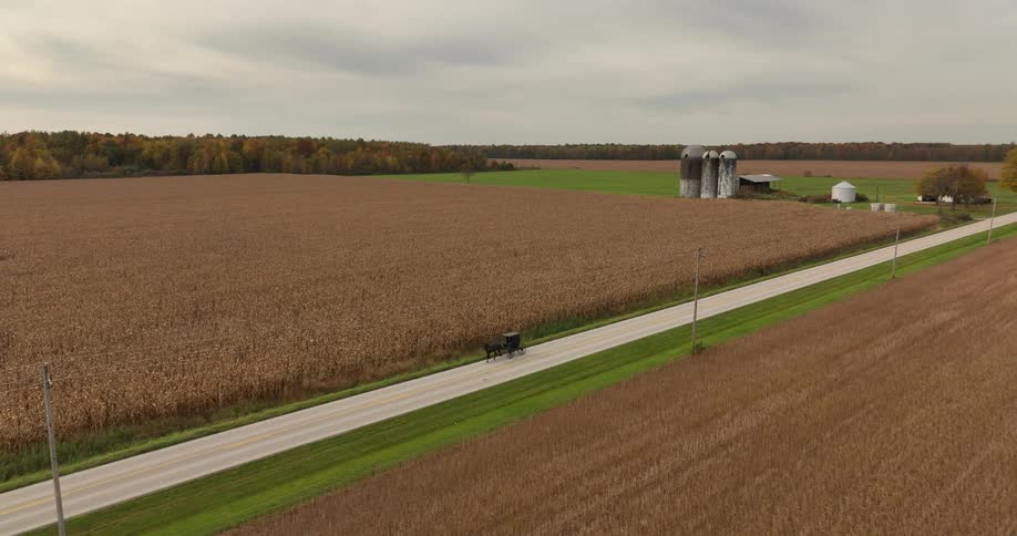 Two horses pull a carriage down a road beside a cornfield