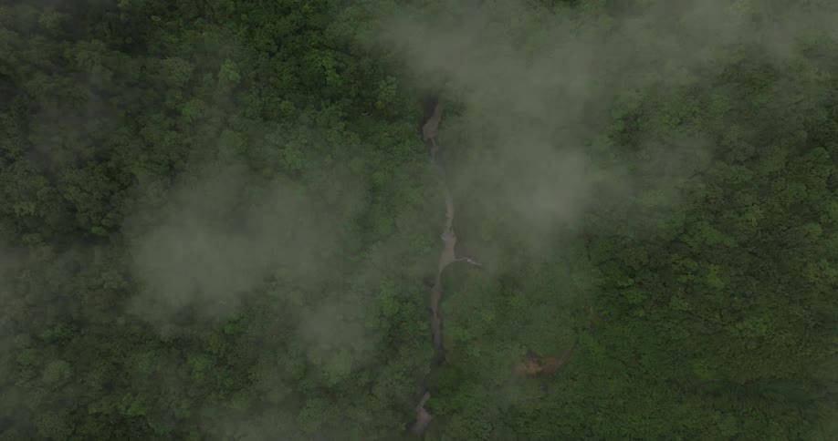 An aerial view of a river crossing a forest of trees