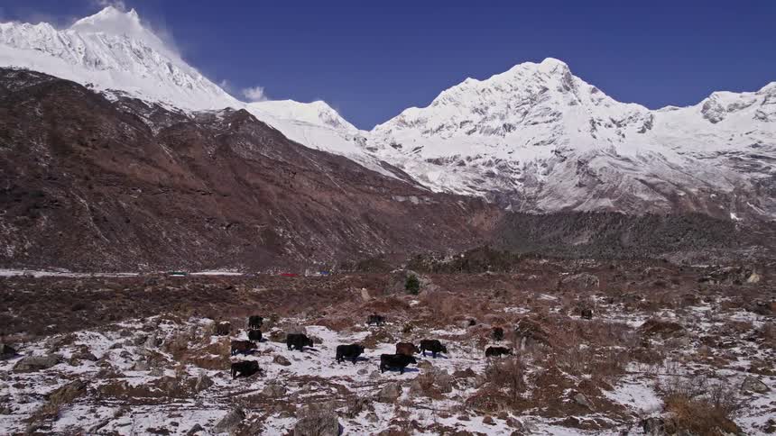 Landscape of animals in the midst of the terrain and around snowcovered mountains
