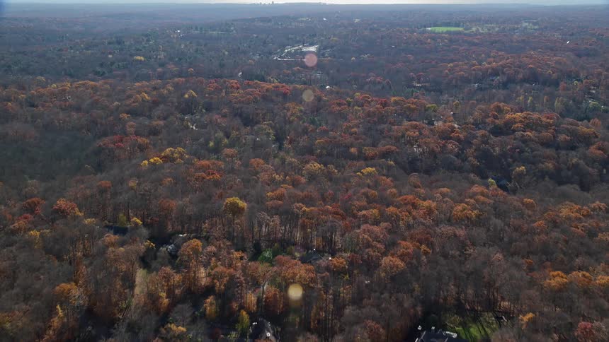 A forest during fall as the leaves of trees turn to brown