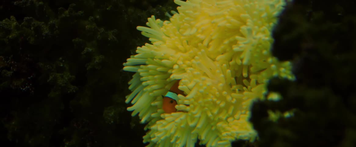 A small clownfish hiding among seaweed