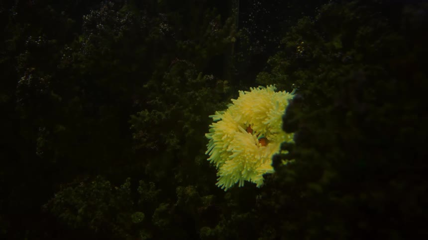 Clown fish protected by a bright yellow anemone