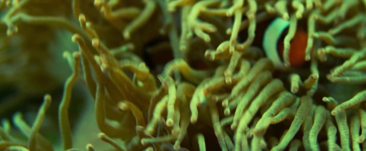 Ocellaris clownfish amid coral