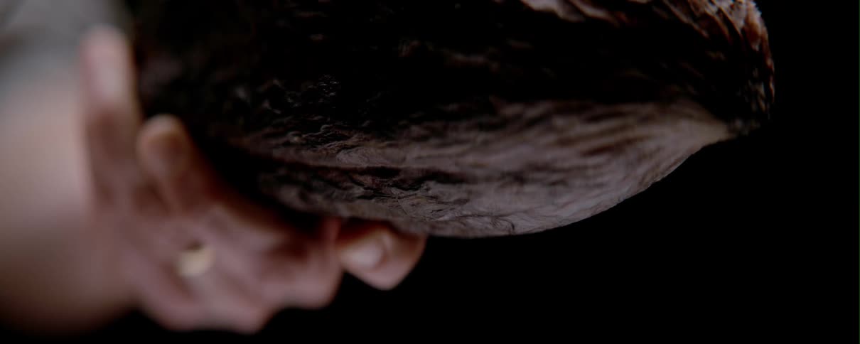 A blade hitting a cocoa bean that is being held by a human hand